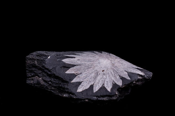 Chrysanthemum Stone Meaning And Spiritual Properties